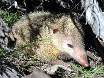 Tenrecs