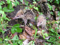 two wet tenrecs