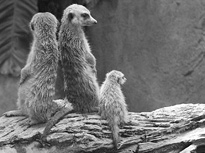 Meerkats alert