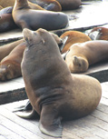 sea lion on Pier 39