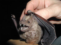 bat collared