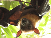 fruit bat showing tongue
