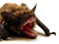 Mammals -- Order Chiroptera -- They are the only mammal that can truly fly!