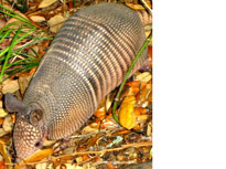 armadillo