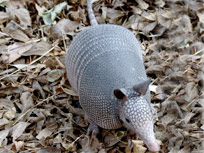 armadillo