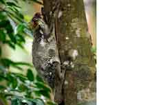 camoflaged colugo