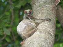 colugo looking