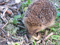 hedgehog sniffing in the grass