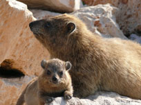 hyrax with baby