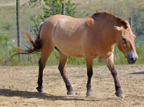 highly endangered horse