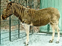 extinct quagga