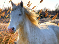 camargue horse