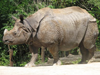 indian_rhino