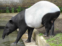 adult tapir