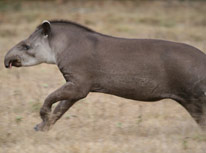 adult tapir