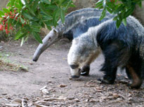 giant anteater