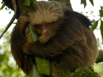 sloth resting