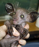 aye-aye baby