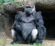 silverback showing strength