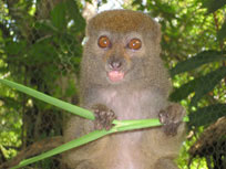 bamboo lemur