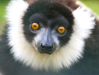 black and wite ruffed lemur
