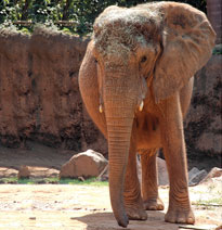 proboscidea elephant african mammals elephants