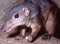 camoflaged colugo