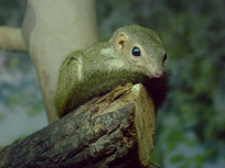 dark skinned colugo