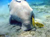 dugong feeding