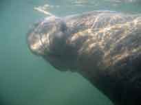 manatee close up