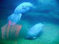 manatee dozing