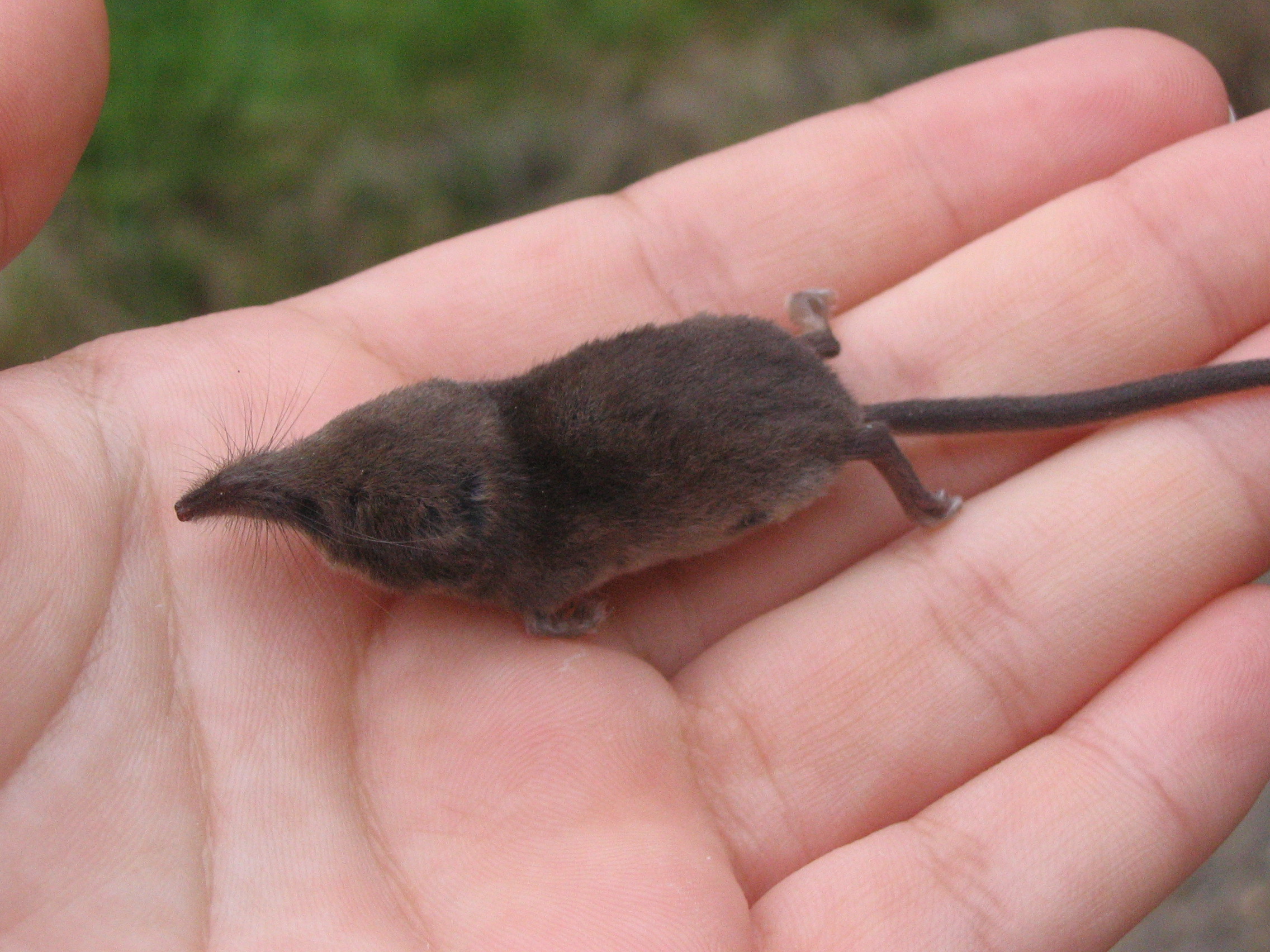 what-do-shrews-eat