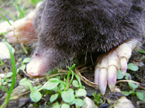 mole with claws showing