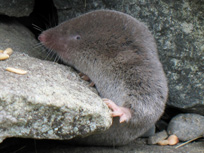 shrew with tiny eyes