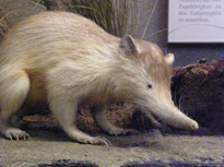 solenodon stuffed