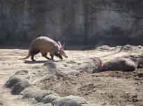 browsing aardvark