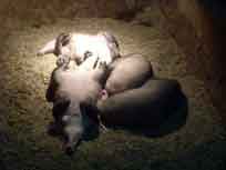 aardvarks dozing