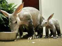 aardvark with baby