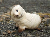 baby seal