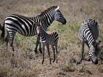 baby zebra