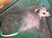 common virginia possum