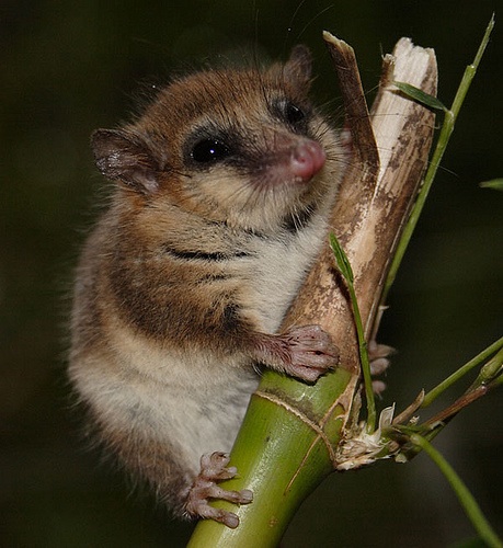 monito del monte