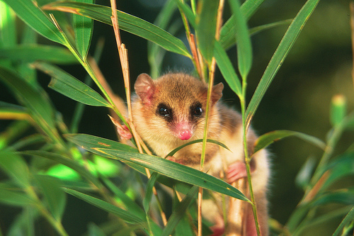 monito del monte