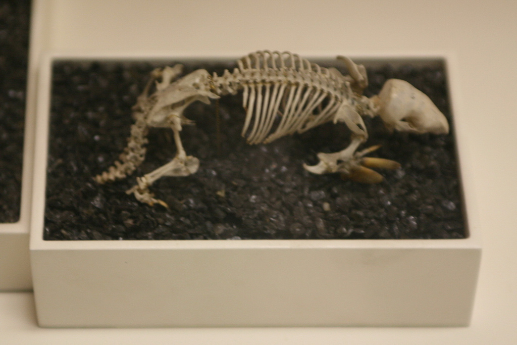 mole skeleton