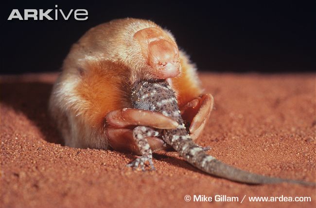 The Golden Mole