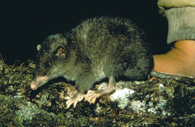 shrew opossum