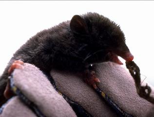 shrew opossum