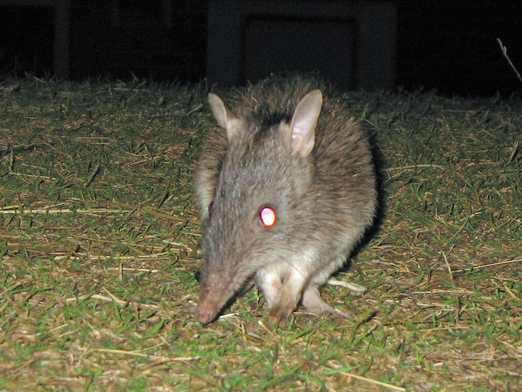 bandicoot at night