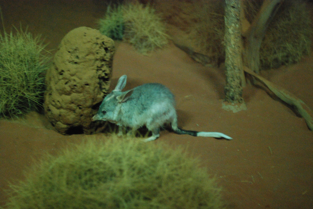 a shy bilby