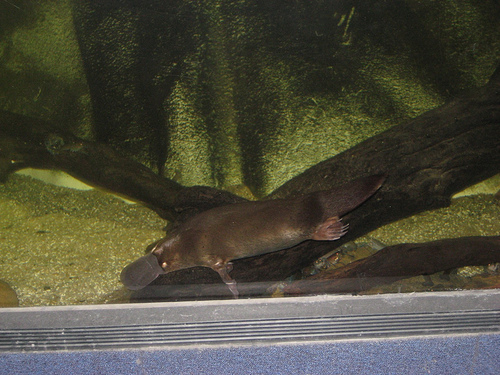 playpus swimming